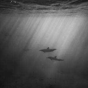 高端效率小狐导航
